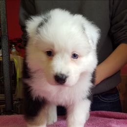 Australian Shepherd Puppies from Agra Australian Shepherds