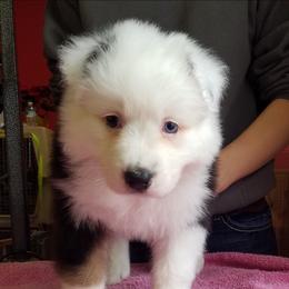 Australian Shepherd Puppies from Agra Australian Shepherds