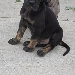 Rocky (brindle point) - Black male Great Dane puppy in Port Clinton, Ohio from LakeSide Danes