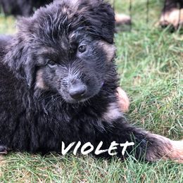 German Shepherd Puppies from Lisa Duchesneau