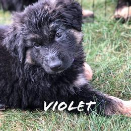 German Shepherd Puppies from Lisa Duchesneau