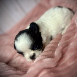 Meet Cherry - Brindle and white female Shih Tzu puppy in Lake City, Florida from Tiger Valley Shih Tzus