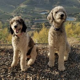 Poodles from Country Poodle