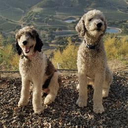 Poodles from Country Poodle