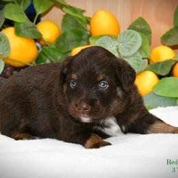 Apple - Red tri-color female Australian Shepherd puppy in Ranger, Texas from Outback Mini Aussies