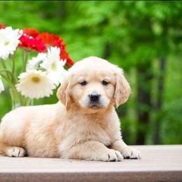 Violet - Golden female Golden Retriever puppy in Saint Joe, Indiana from Golden Acres Farm