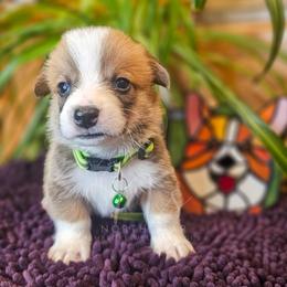 Sam Noonan - Red male Pembroke Welsh Corgi puppy in Fortine, Montana from North Star Pembroke Welsh Corgi's