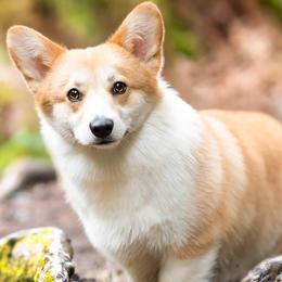 Pembroke Welsh Corgi puppies from Outlands Corgis