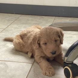 Penny - Apricot female Goldendoodle puppy in Sugarcreek, Ohio from True Hearted Doodles