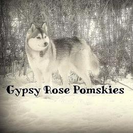 Kanook - Pomsky