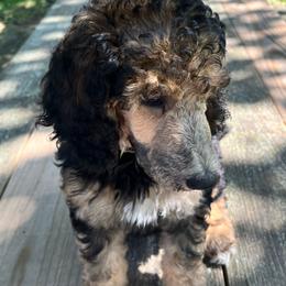 Meryl Streep - Phantom female Poodle puppy in Mount Gilead, Ohio from Cats Creek Standard Poodles
