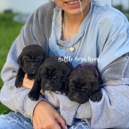 Neapolitan Mastiff Puppies from Battle Born Neos