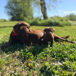 Red - Chocolate male Labrador Retriever puppy in Millville, New Jersey from Creekside Canines