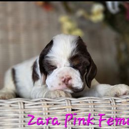 Pink collar - Black white and tan female Cocker Spaniel puppy in Bonsall, California from CuttinBlue Farms