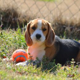 Beagle Puppies from Knockhill Beagles
