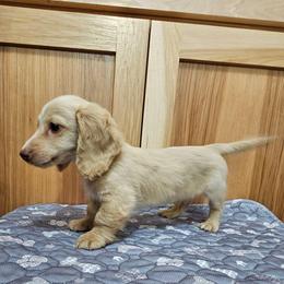 Ace - Cream male Dachshund puppy in Cherry Tree, Oklahoma from Peavine Creek Dachshunds