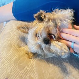 German Shepherd, Toy Australian Shepherd, and Yorkshire Terrier Puppies from CountryHart Kennels