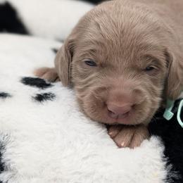 Joan Jett - Silver gray female Weimaraner puppy in Evart, Michigan from Drehbar Weimaraners