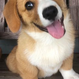 Pembroke Welsh Corgi Puppies from Miss Red's Corgi Farm