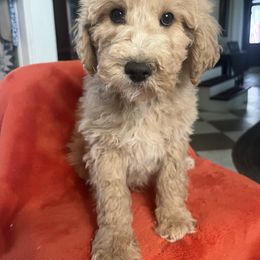Desmond - Cream male Goldendoodle puppy in Lowville, New York from Adirondack Labradoodles