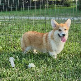 Atlas - Red male Pembroke Welsh Corgi puppy in Dunbar, Nebraska from Vintage Corgis