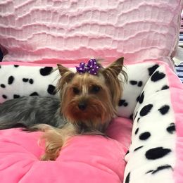 Italy - Yorkshire Terrier