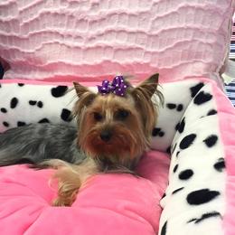 Italy - Yorkshire Terrier