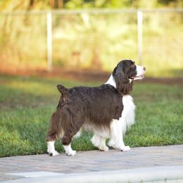Savannah - English Springer Spaniel