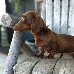 Henry - Dachshund