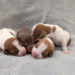 Dachshund Puppies from Ferrario Dachshunds