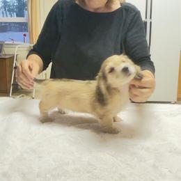 Levi - Cream male Dachshund puppy in Coulterville, California from Critter Ridge mini long hair Dachshunds