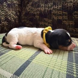 Puppy 6 - Piebald female Dachshund puppy in Riverside, California from Saddle Up Dachshunds