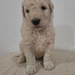 Teal boy - White male Komondor puppy in Auburn, Kentucky from Christmas Komondors