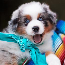 Sweet Baby Hank - Blue merle male Australian Shepherd puppy in Paola, Kansas from Tiz Ranch