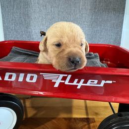 Nacho - Yellow male Labrador Retriever puppy in Richfield, Utah from Stormy River Retrievers