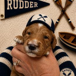 Rudder - Red  male Goldendoodle puppy in Placerville, California from New Dawn Poodles and Doodles