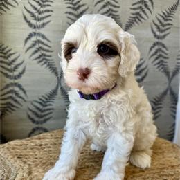 Crane - Chalk female Australian Labradoodle puppy in Morgan Hill, California from Loving Labradoodles