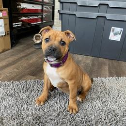 Staffordshire Bull Terrier Puppies from TimbreStaff