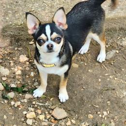 Haley Moon - Chihuahua