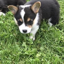 Pembroke Welsh Corgi Puppies from Western Star Corgis
