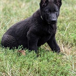 Boy 1 - Black German Shepherd puppy in St. Louis, Missouri from Schengbier's German Shepherds