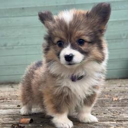Letty (purple) fluffy - Sable and white female American Corgi puppy in East Oakdale, California from Rhettro Kennels