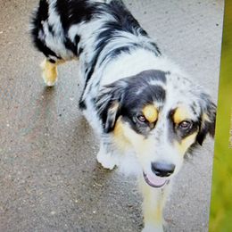 pep - Australian Shepherd