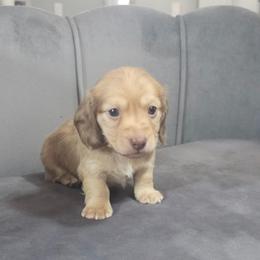 Biggie - Chocolate male Dachshund puppy in Ocala, Florida from Chelsey Reynolds Tellier