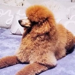 Poodles from Zoeyy's Precious Poodles