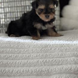Maltipoo, Poodle, and Yorkipoo Puppies from Doodle Pups Fur-Ever