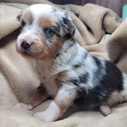 Callum - Blue merle male Miniature Australian Shepherd puppy in Deer Park, Washington from Rodeo Aussies