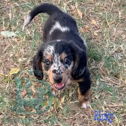Ricky - Dapple male Dachshund puppy in Lexington, Oklahoma from BooneDox Miniature Dachshunds