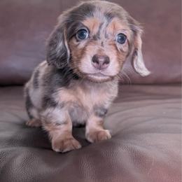 Kaelani - Dapple female Dachshund puppy in Sacramento, California from HEFFERNAN HOUNDS