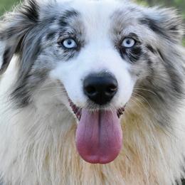 Australian Shepherds, Bullmastiffs, Miniature Australian Shepherds, and Toy Australian Shepherds from Rustic Lace